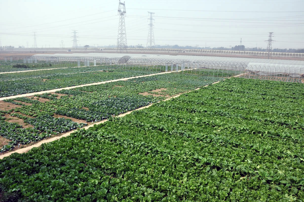 蔬菜科研田
