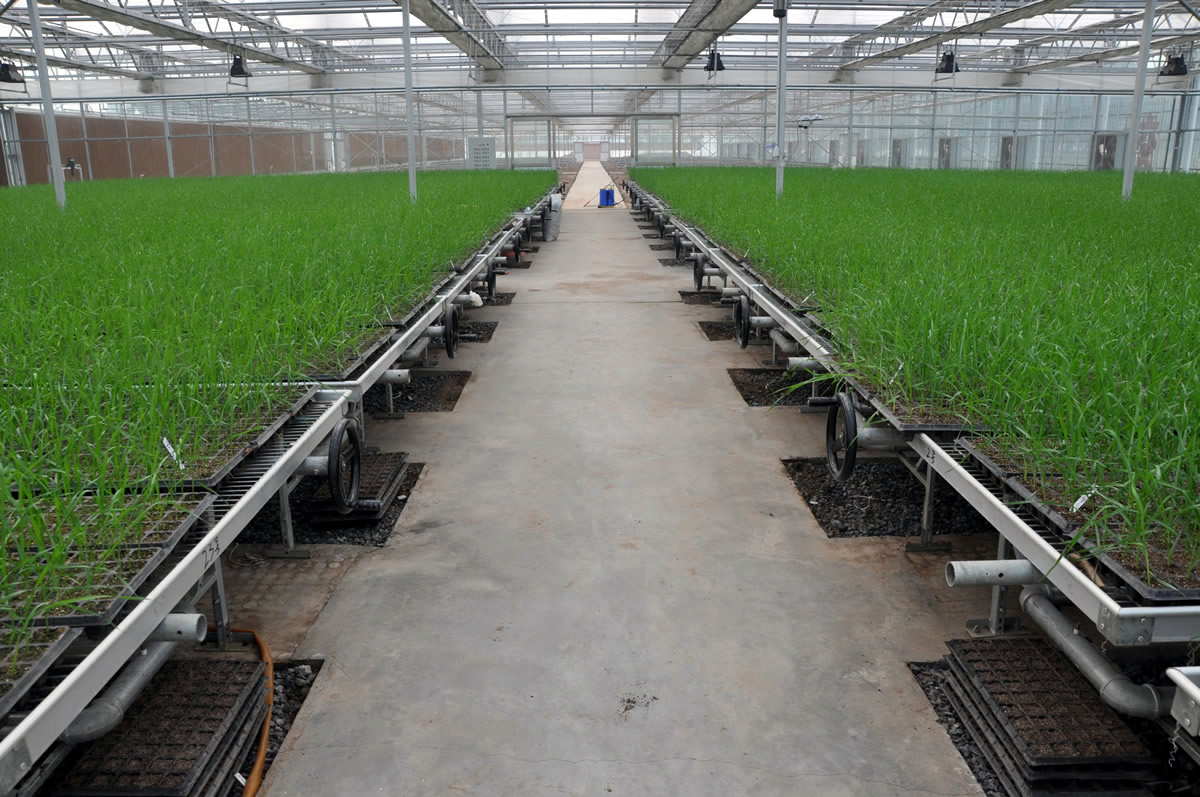 現代化育苗車間