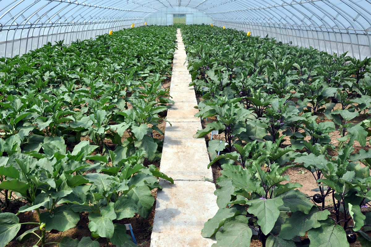 雜交茄子選育大棚