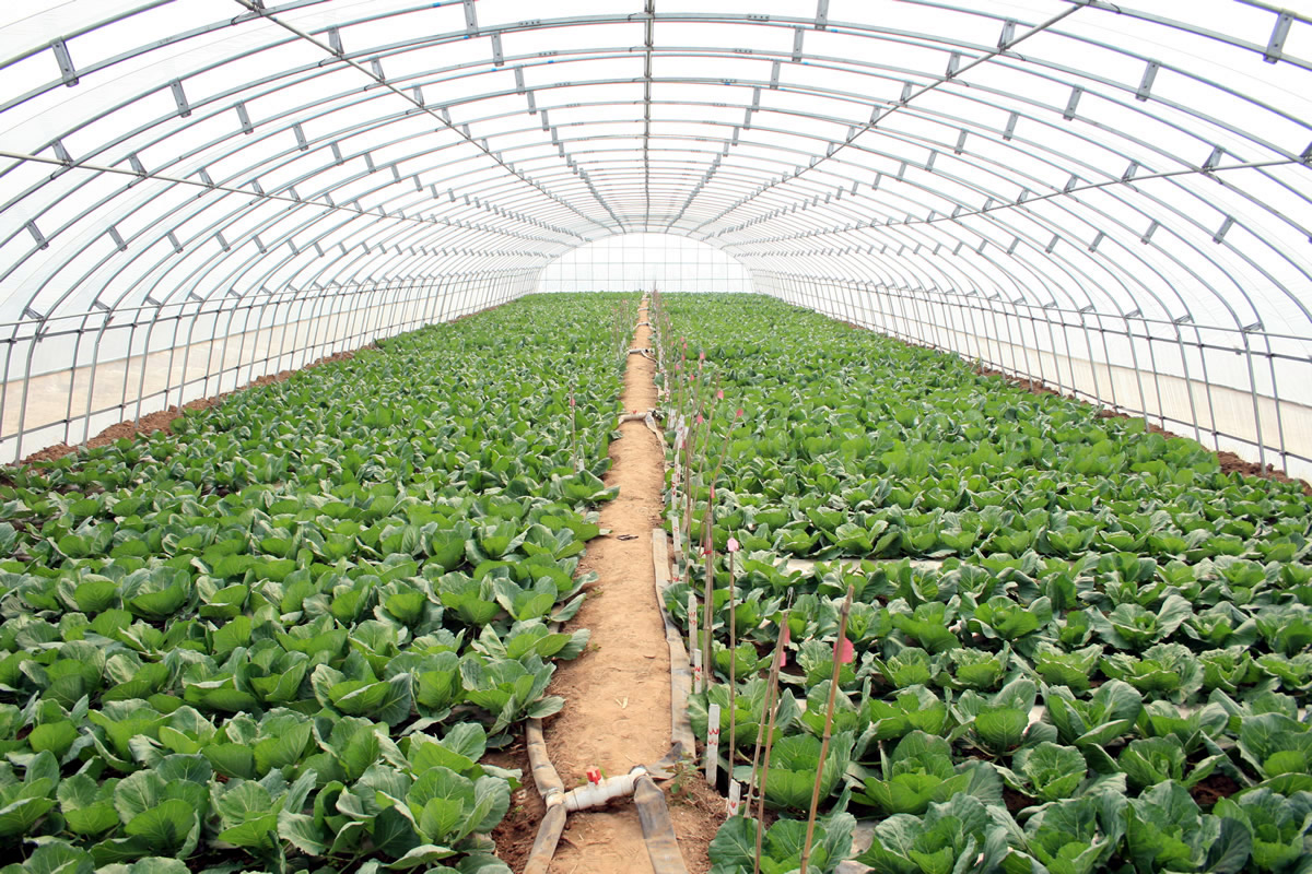 雜交甘藍選育大棚