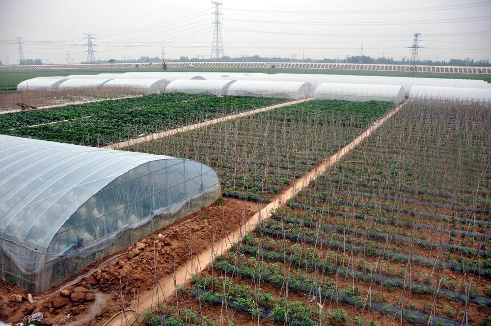 公司蔬菜品種比較田