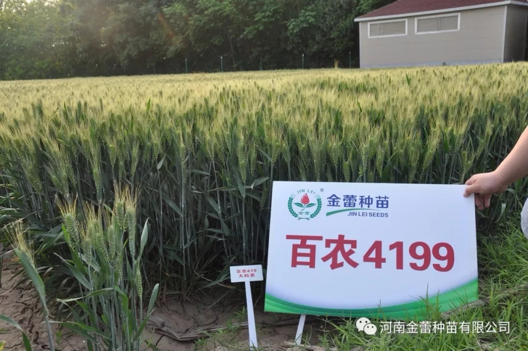 高光效品種，“逆天小麥”——金蕾百農4199